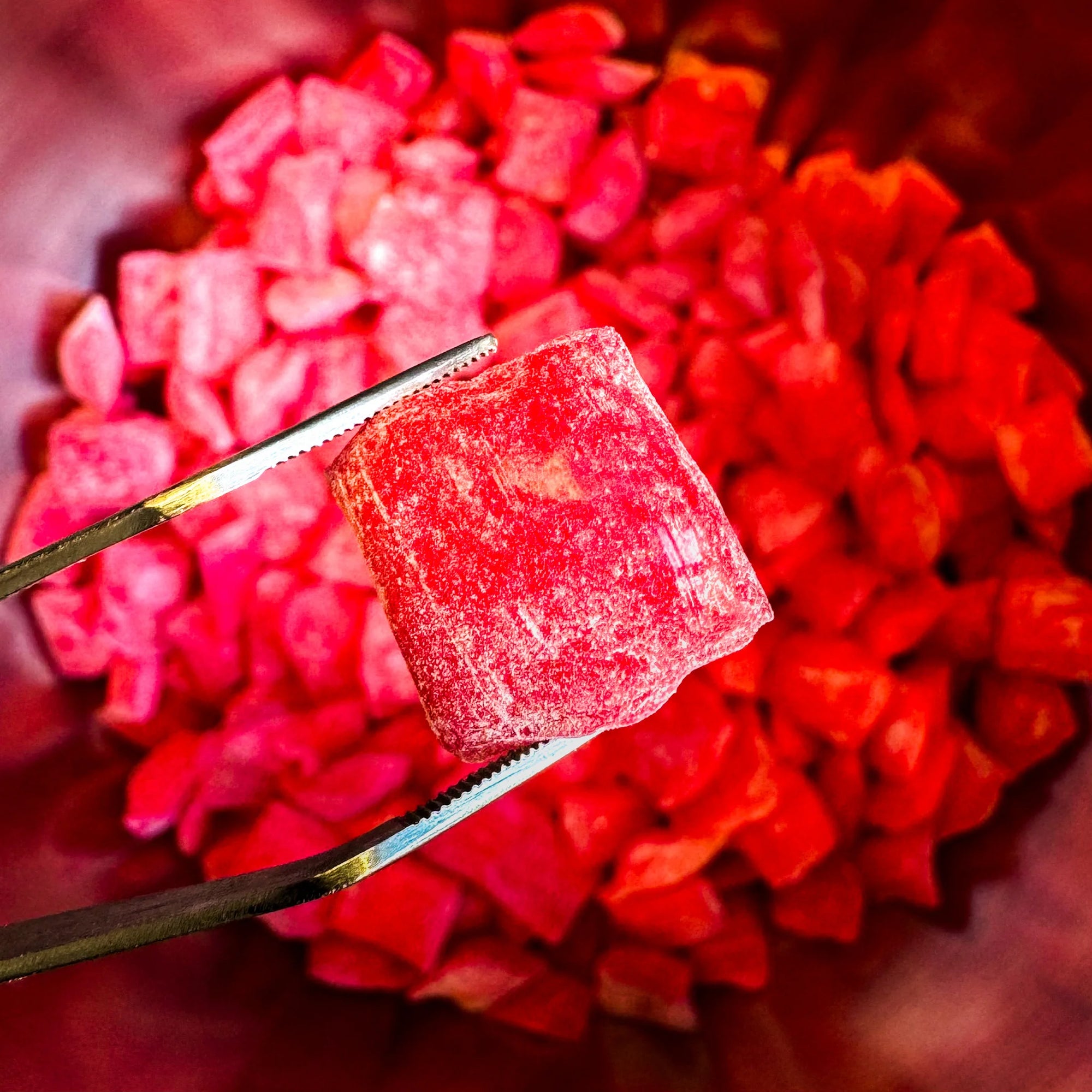 Cerise acide